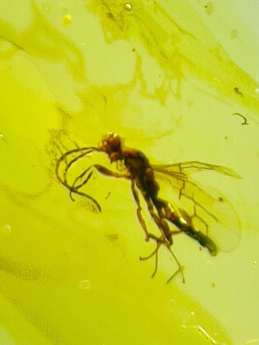 Wasp in Burmese Amber