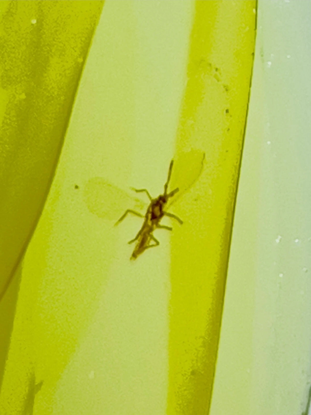 Wasp in Burmese Amber