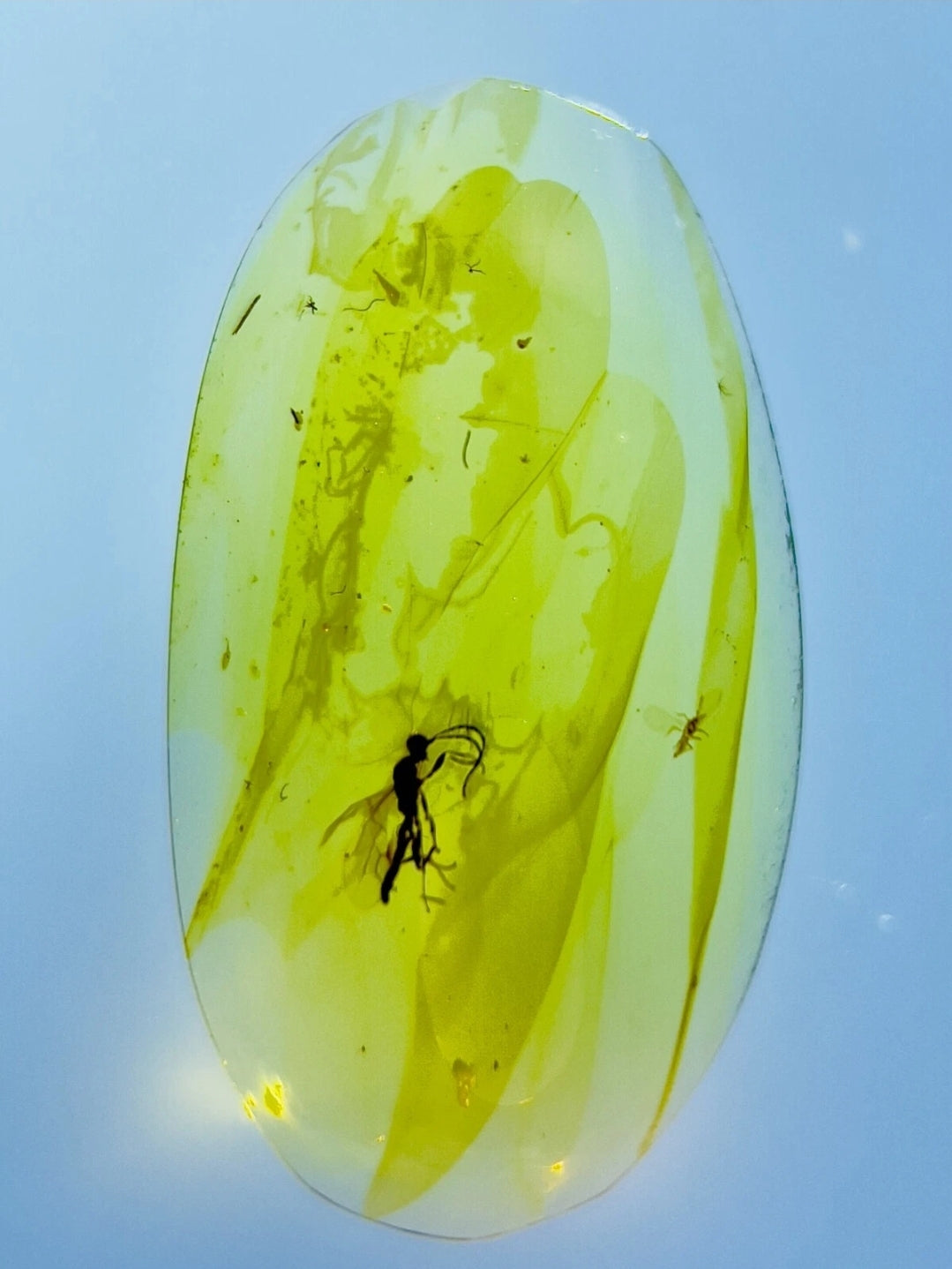 Wasp in Burmese Amber