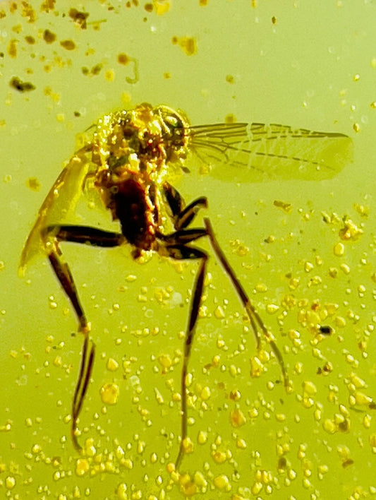 Wasp in Burmese Amber