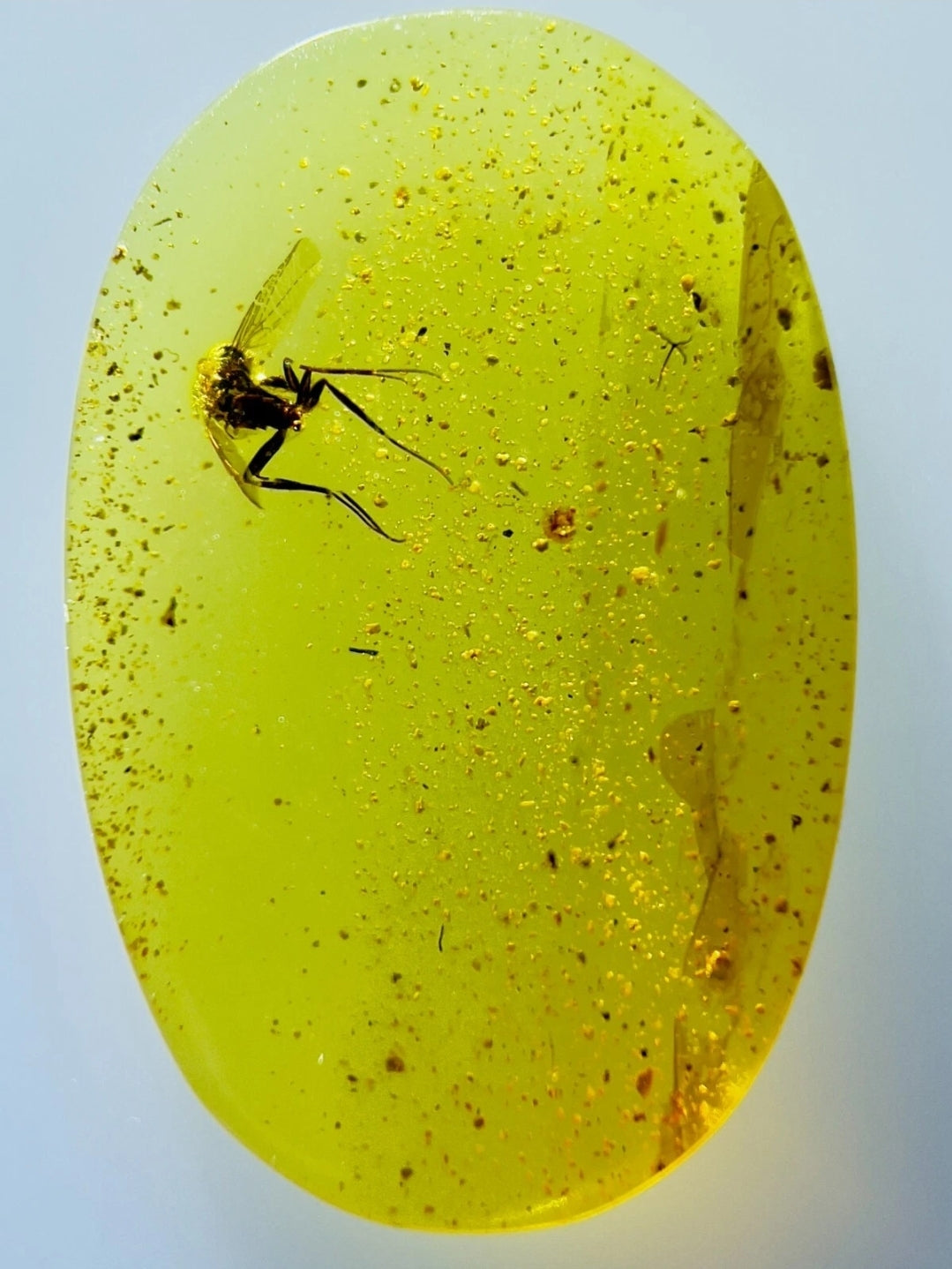 Wasp in Burmese Amber