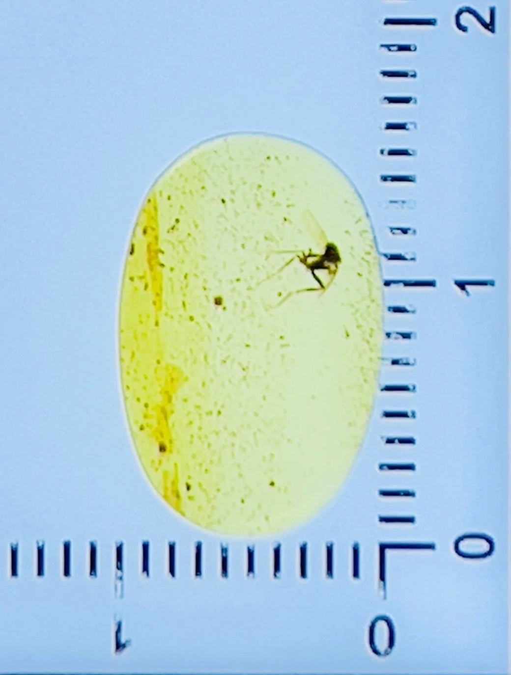 Wasp in Burmese Amber
