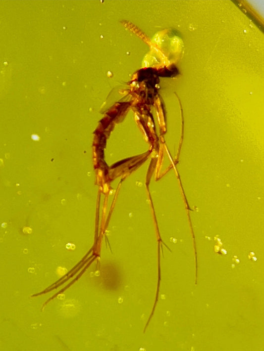 Mosquito in Burmese Amber