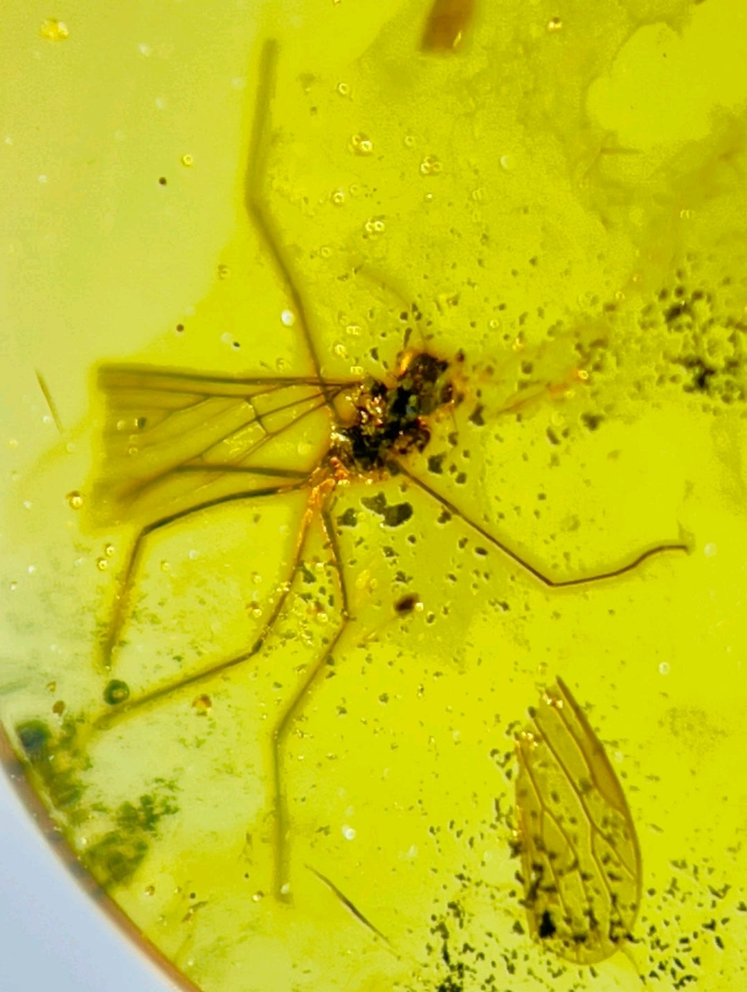 Mosquito in Burmese Amber
