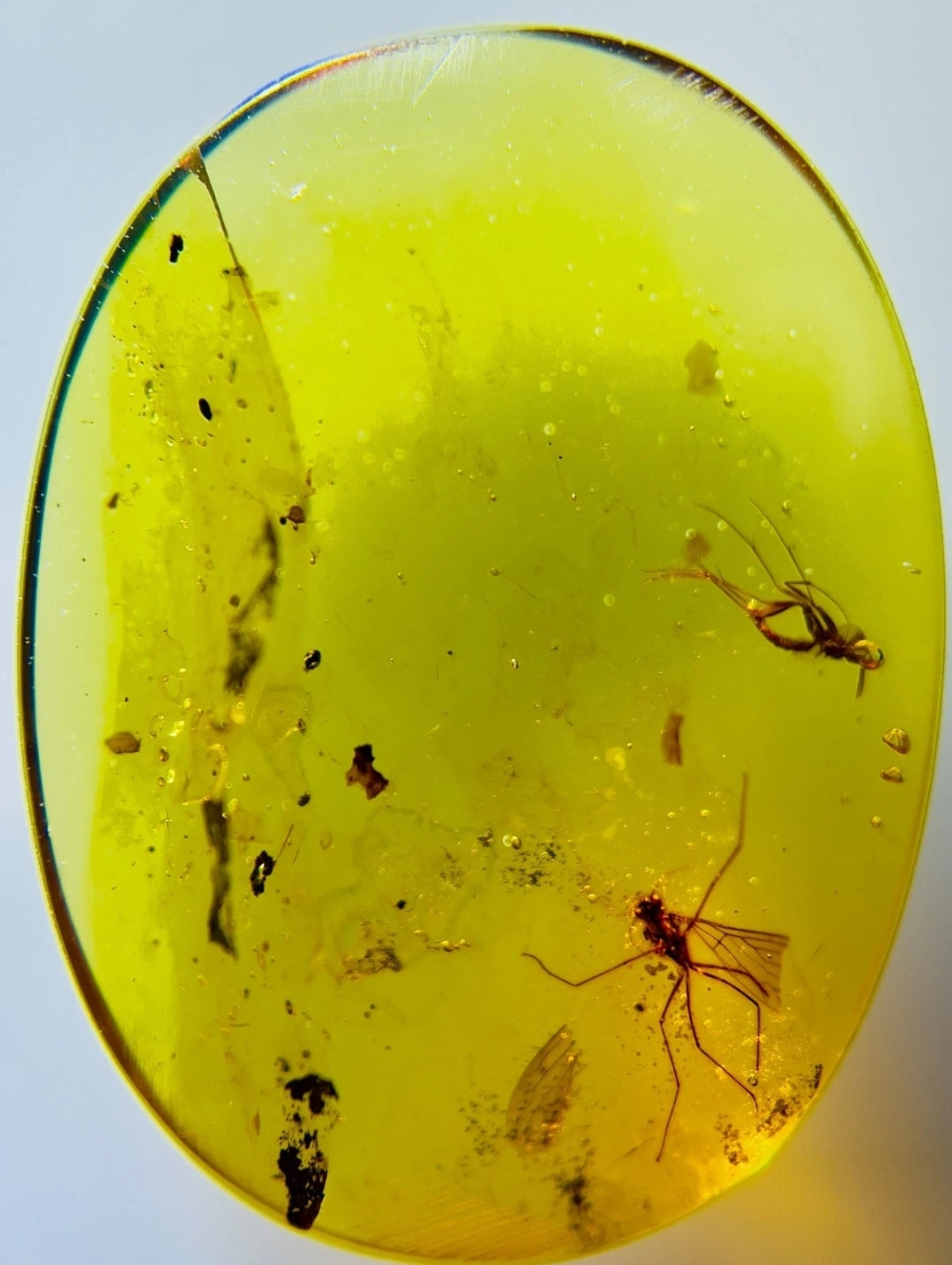 Mosquito in Burmese Amber