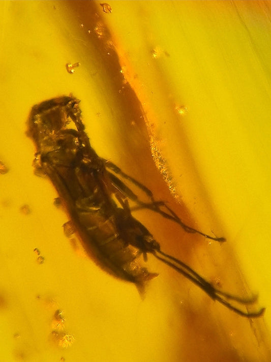 Beetle in Burmese Amber