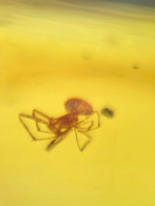 Small Spider in Burmese Amber