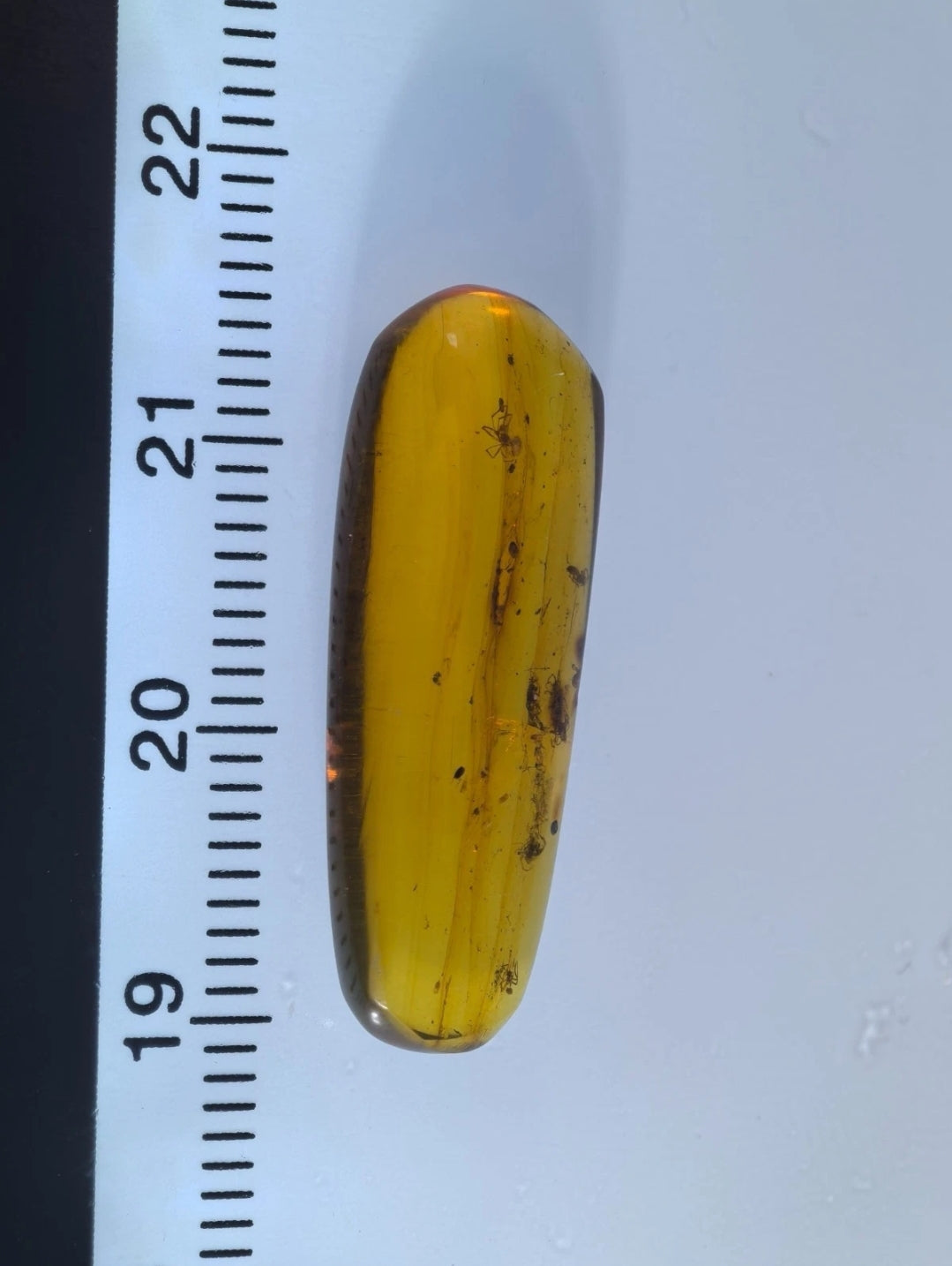 Small Spider in Burmese Amber