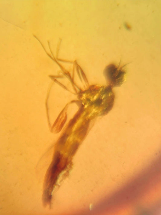 Fly and Roach Leg in Burmese Amber