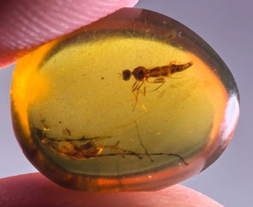Fly and Roach Leg in Burmese Amber