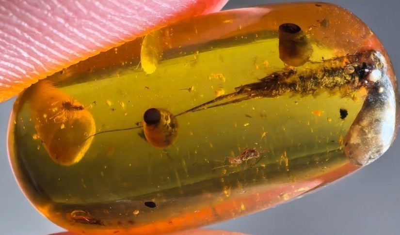 Silverfish in Burmese Amber