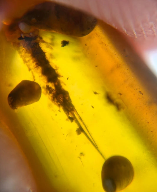 Silverfish in Burmese Amber