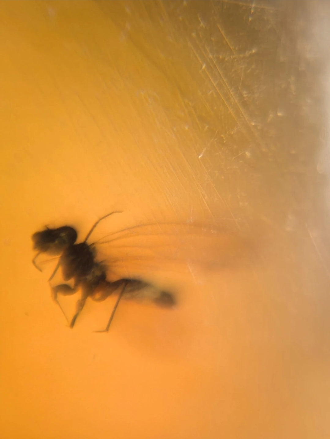 Fly in Burmese Amber