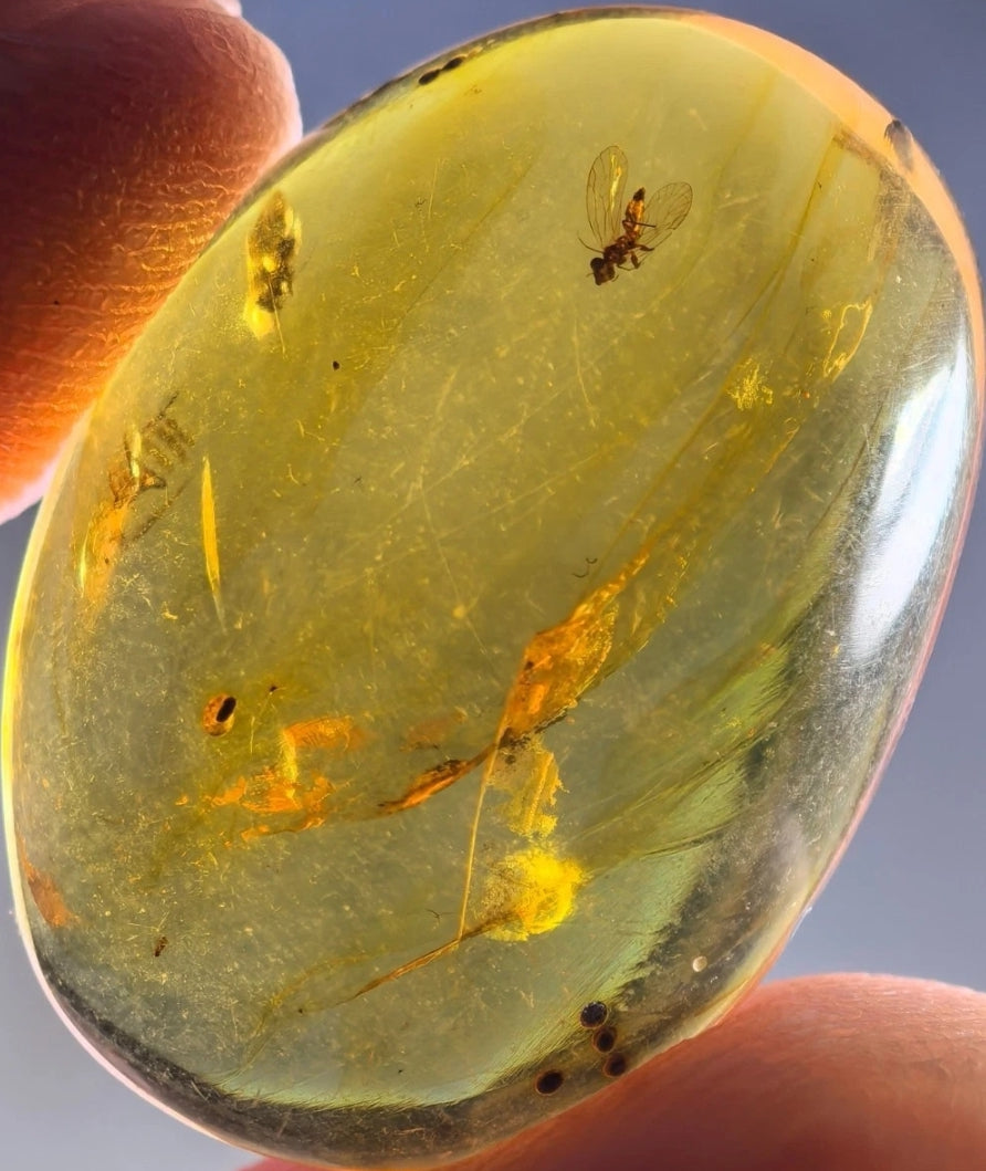 Fly in Burmese Amber