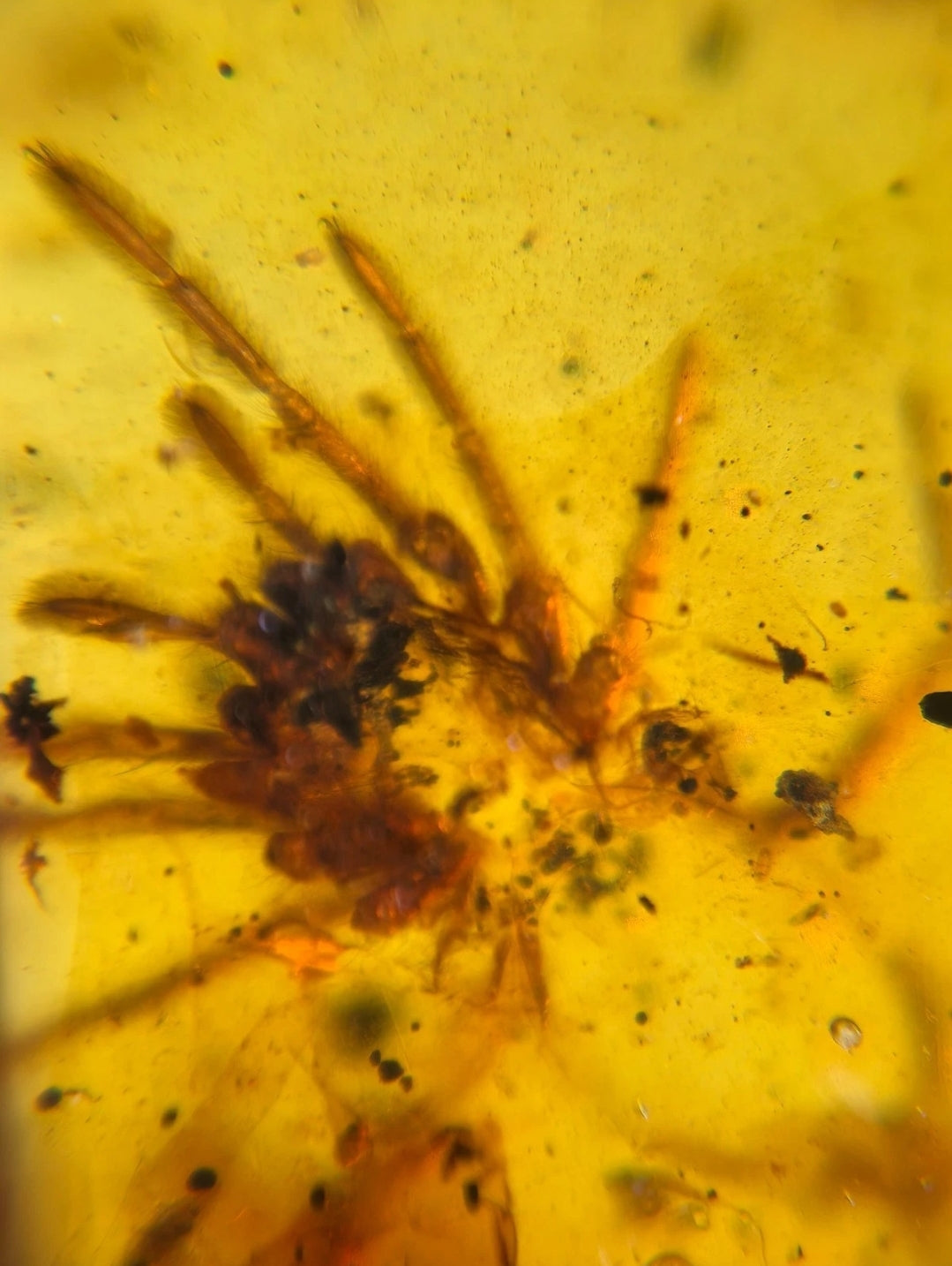 Large Arachnid in Burmese Amber