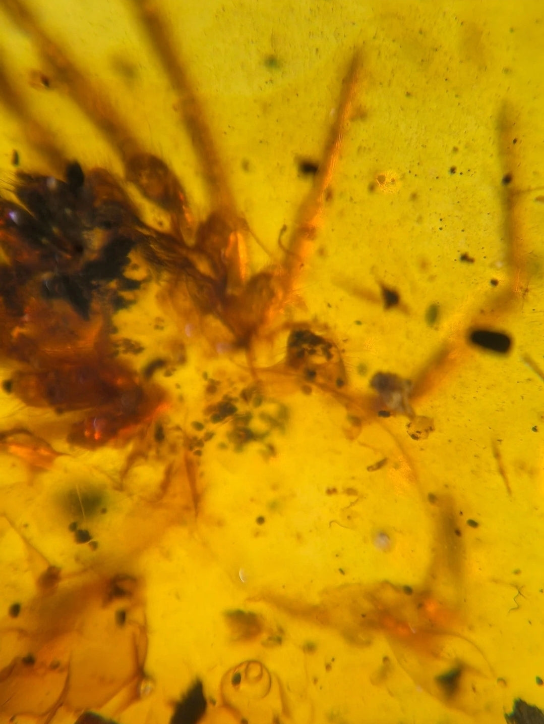 Large Arachnid in Burmese Amber