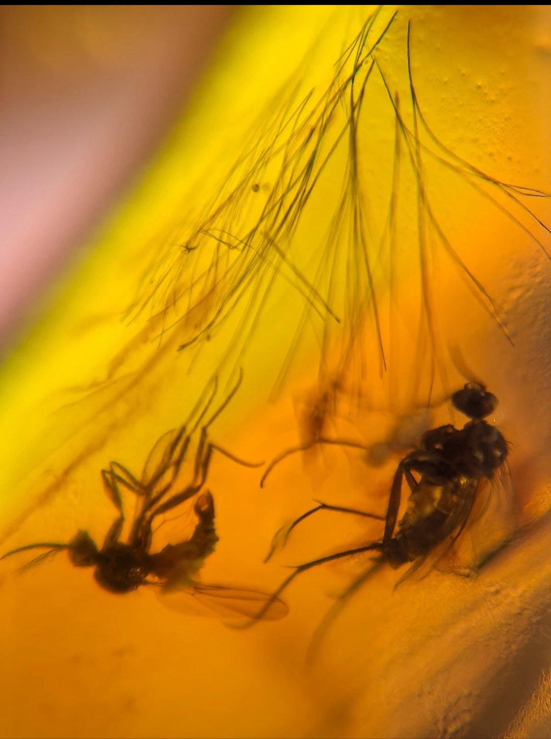 Hair, Fly and Mosquito in Burmese Amber