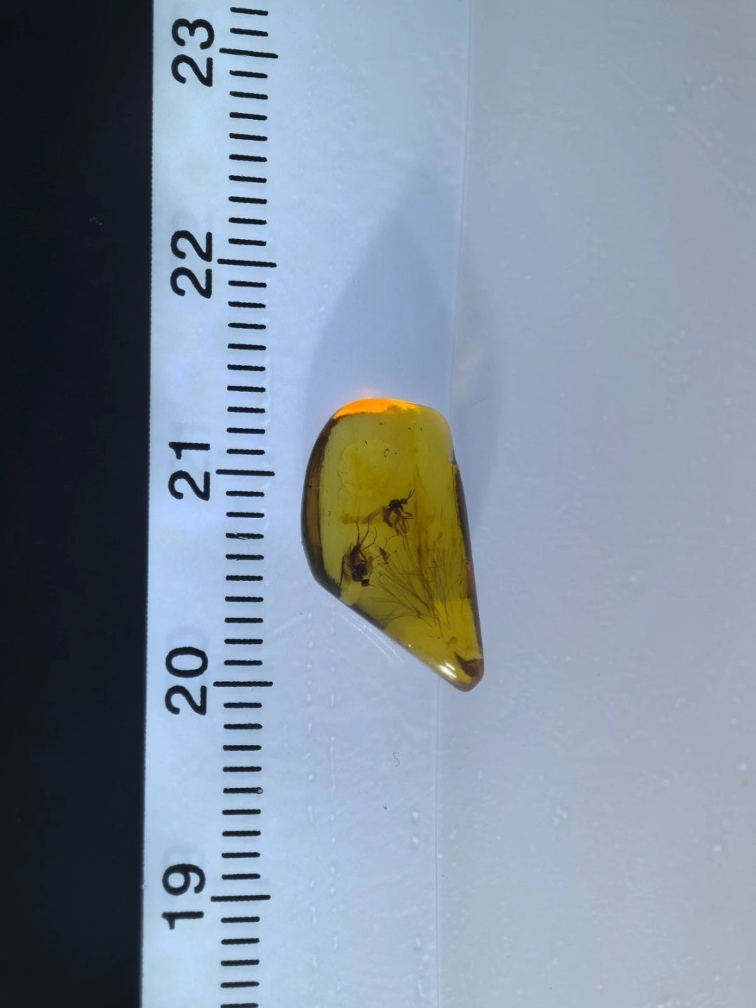 Hair, Fly and Mosquito in Burmese Amber