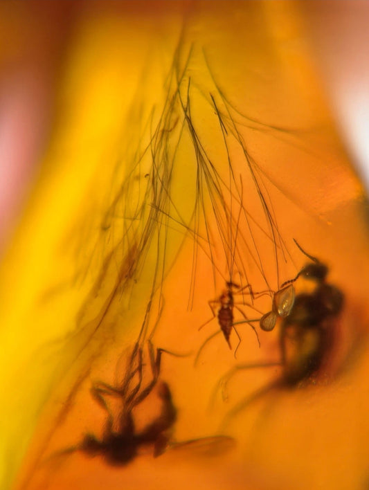 Hair, Fly and Mosquito in Burmese Amber