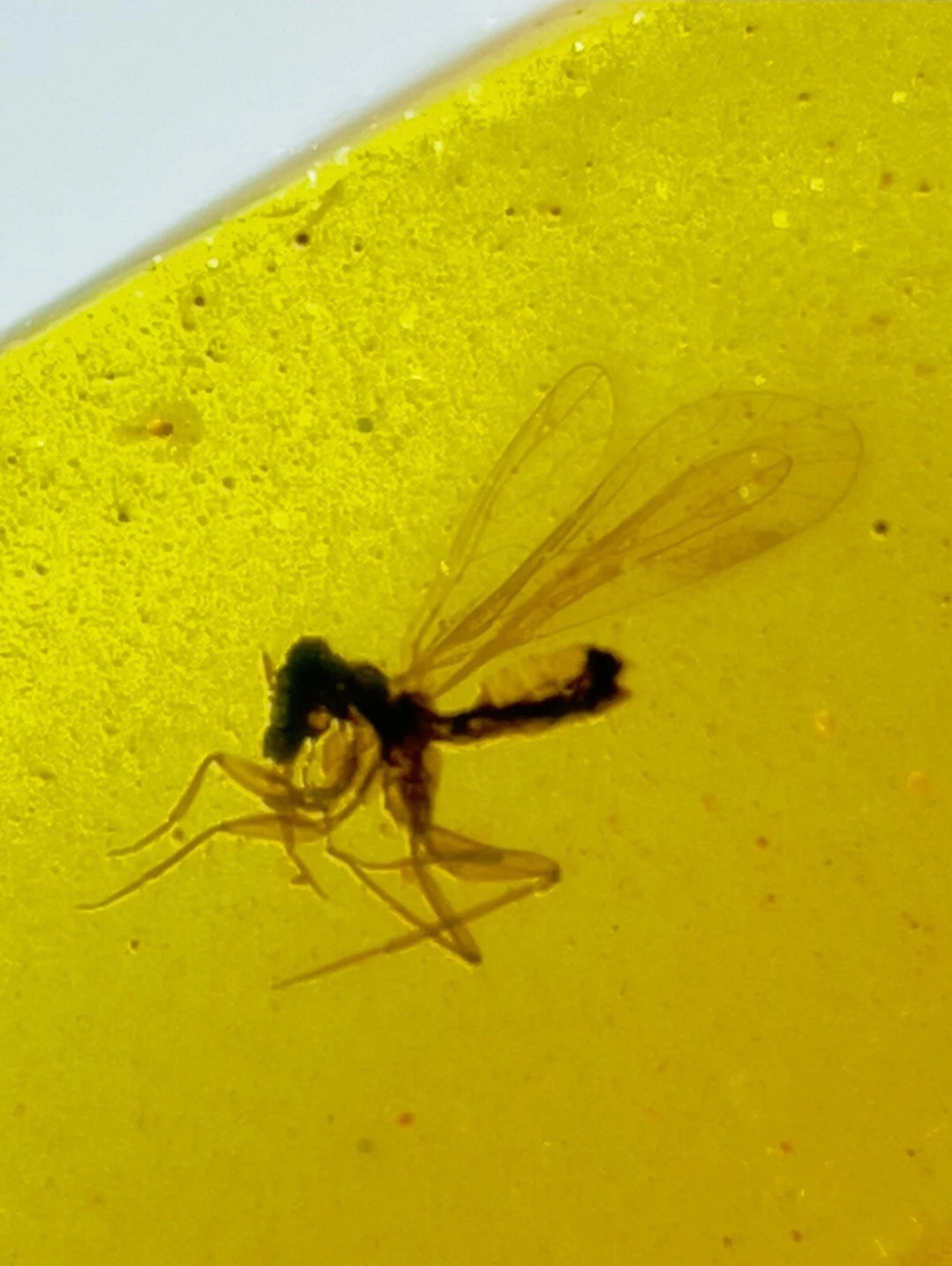 Mosquito in Burmese Amber