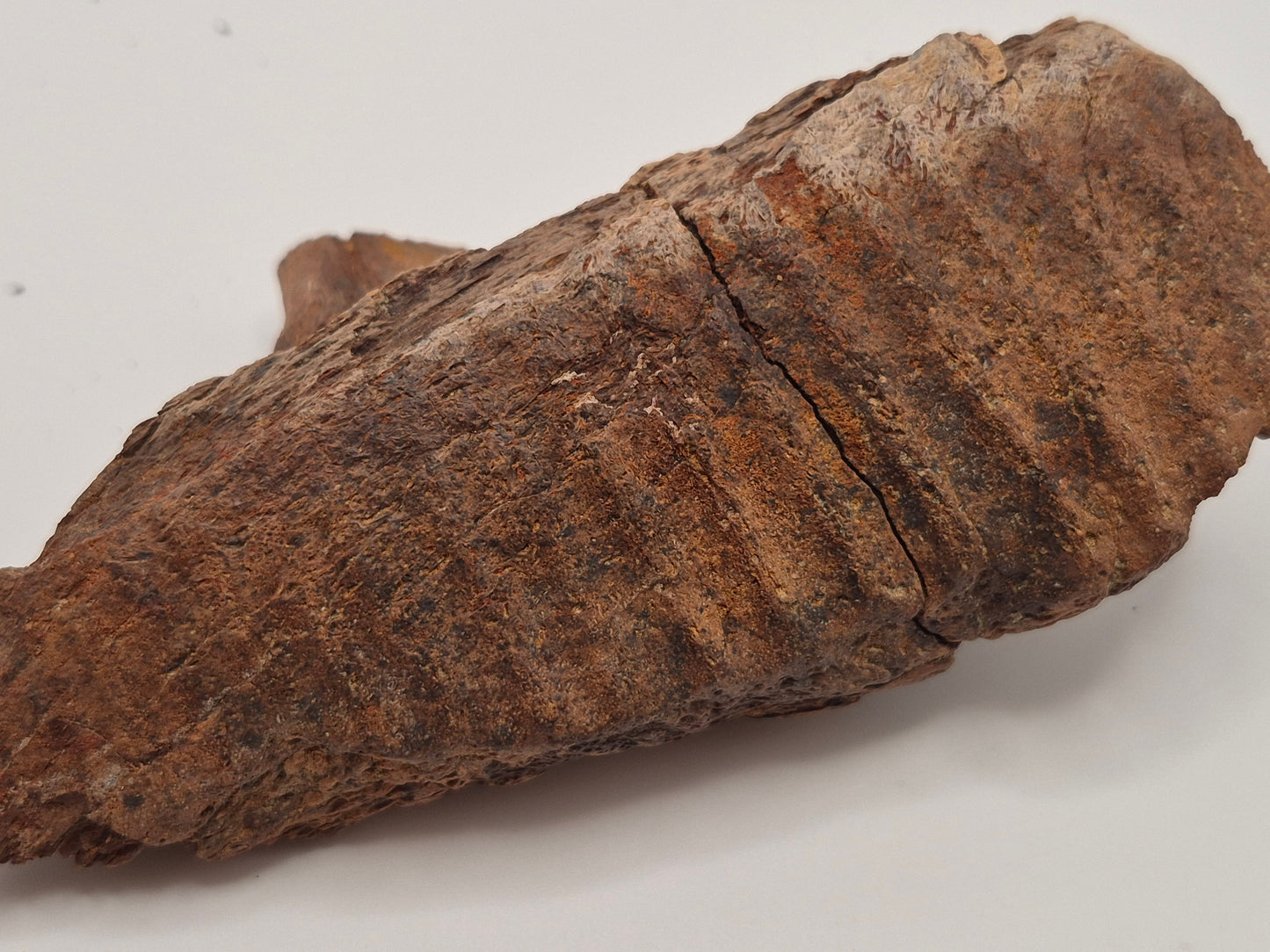 4.79" Hadrosaur Jaw(Judith River)