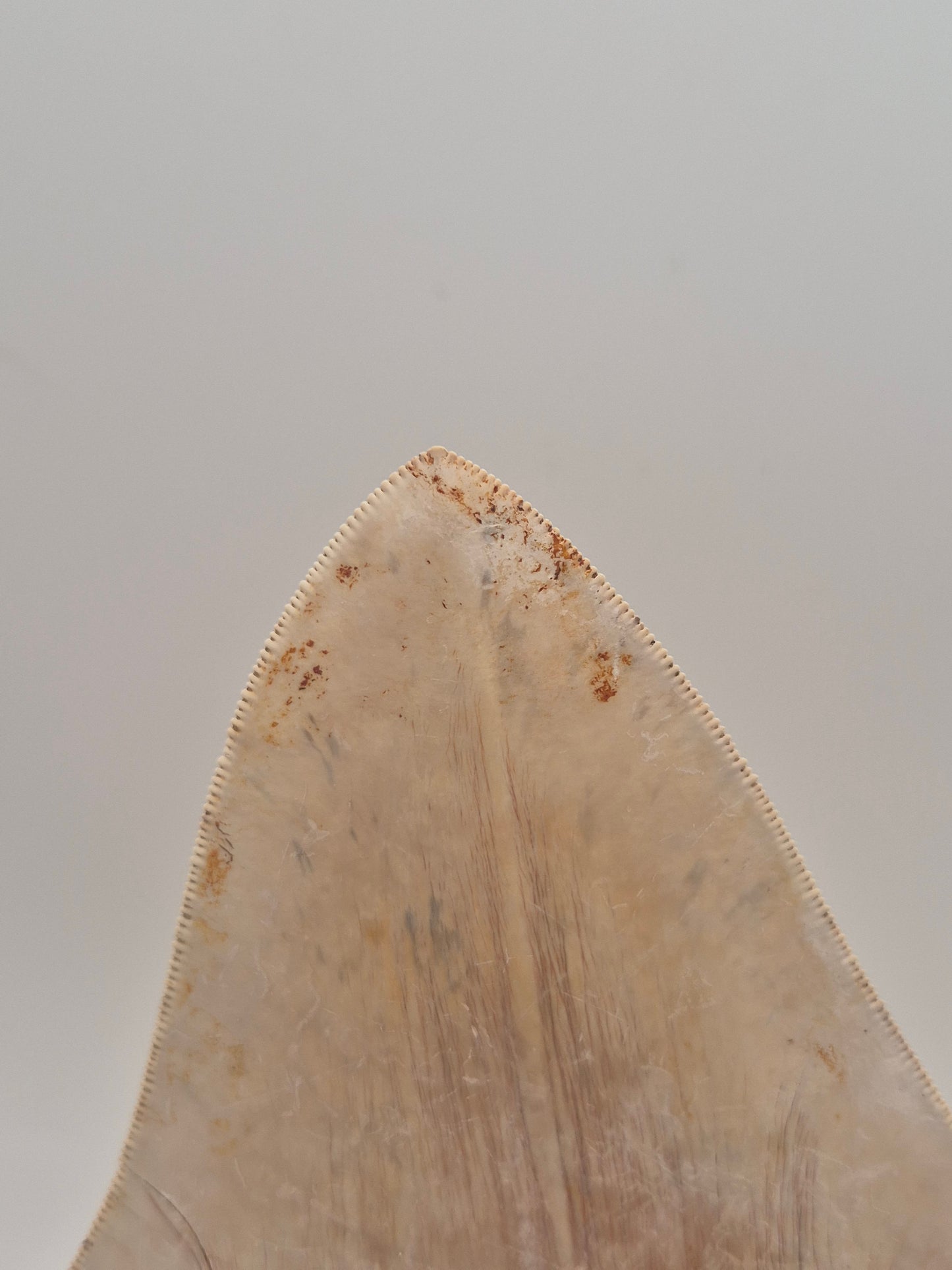 6.15" Megalodon Tooth(Indonesia)