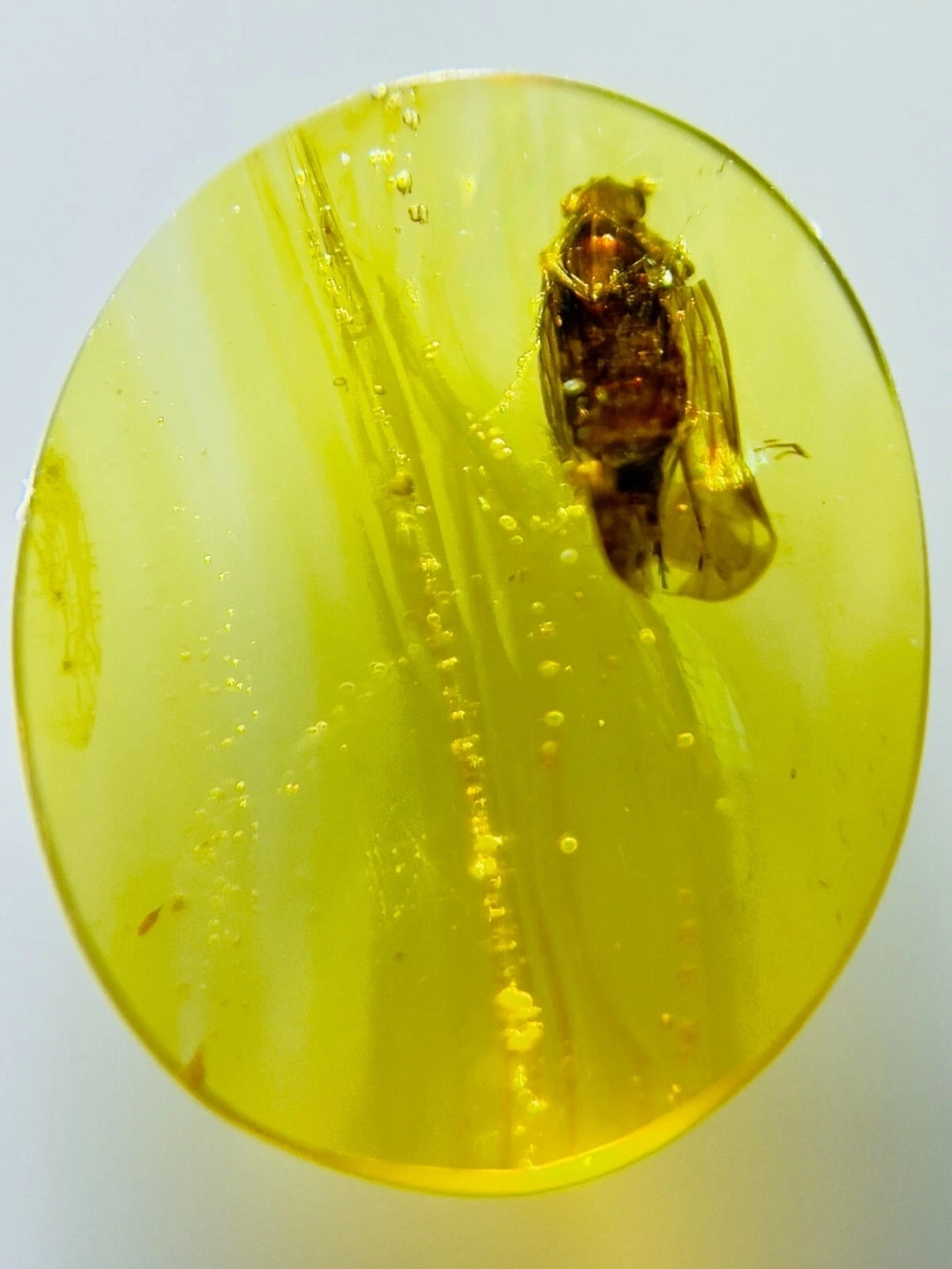 Plant Hopper in Burmese Amber