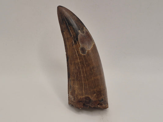 3.04" tyrannosaur Tooth(Judith River)