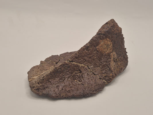 5.75" Ankylosaurus Spiked Scute (Judith River)