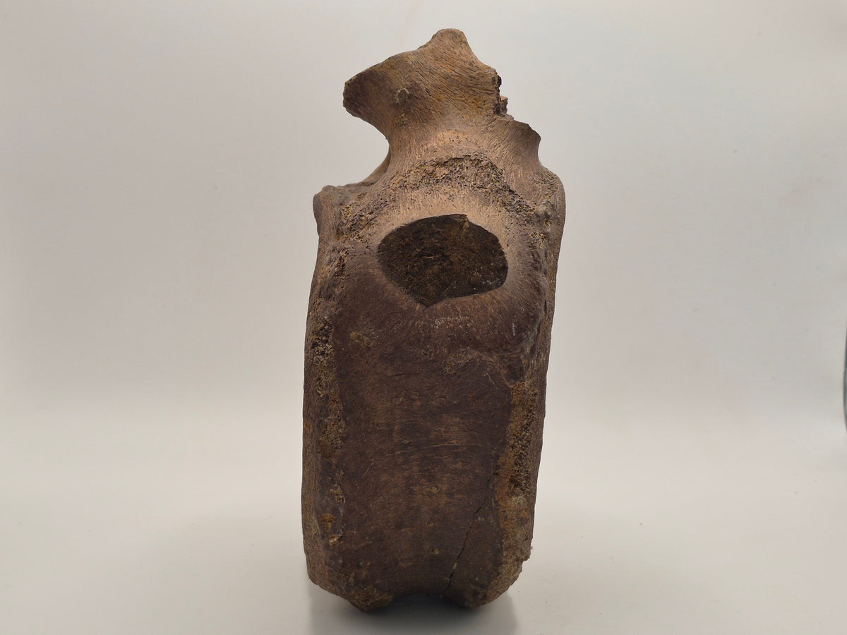 7" Hadrosaur Vertebrae (Judith River)