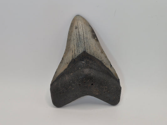 4.3" Megalodon Tooth(North Carolina)