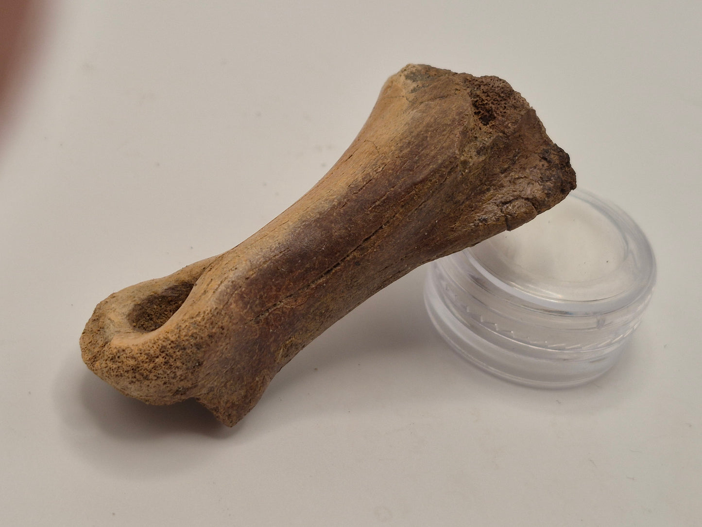 2.54" Ornithomimid Toe Bone (Judith River)