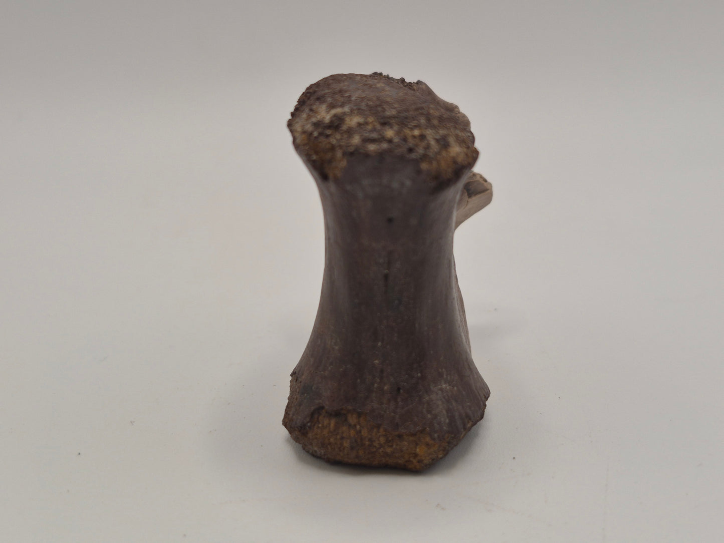 Juvenile Tyrannosauridae indet. Anterior Caudal Vertebra (Judith river)