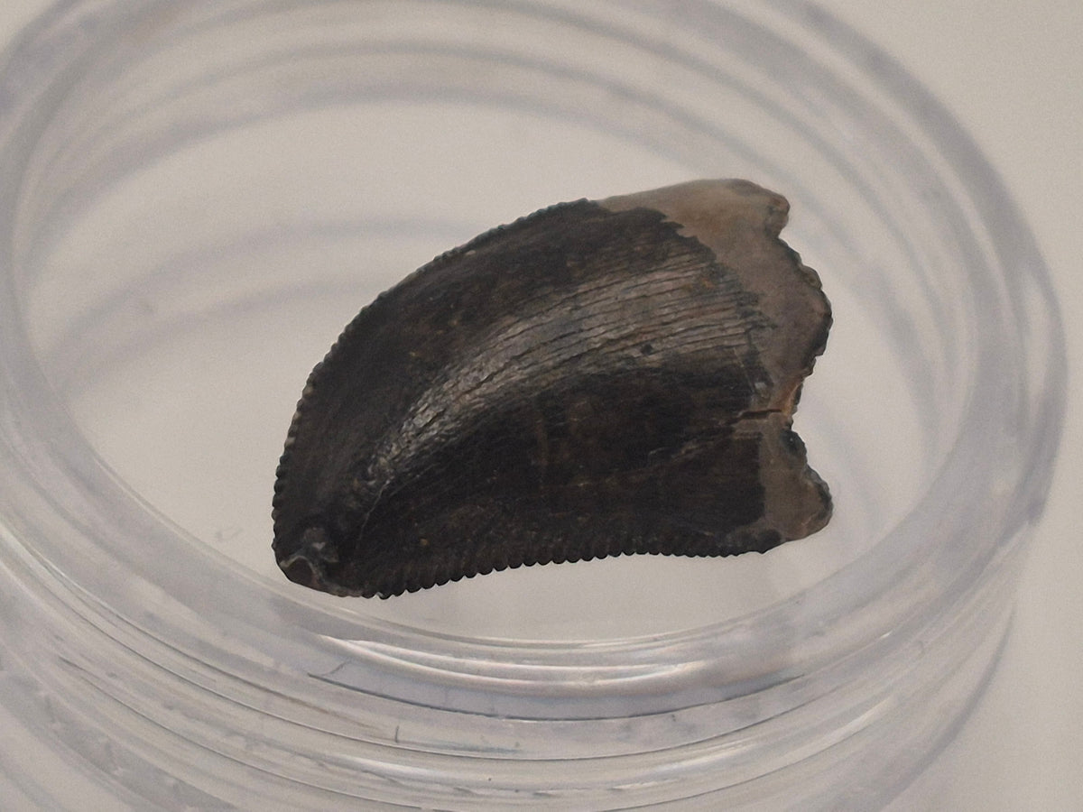 0.58" Dromaeosaurus Raptor Tooth (Judith River)