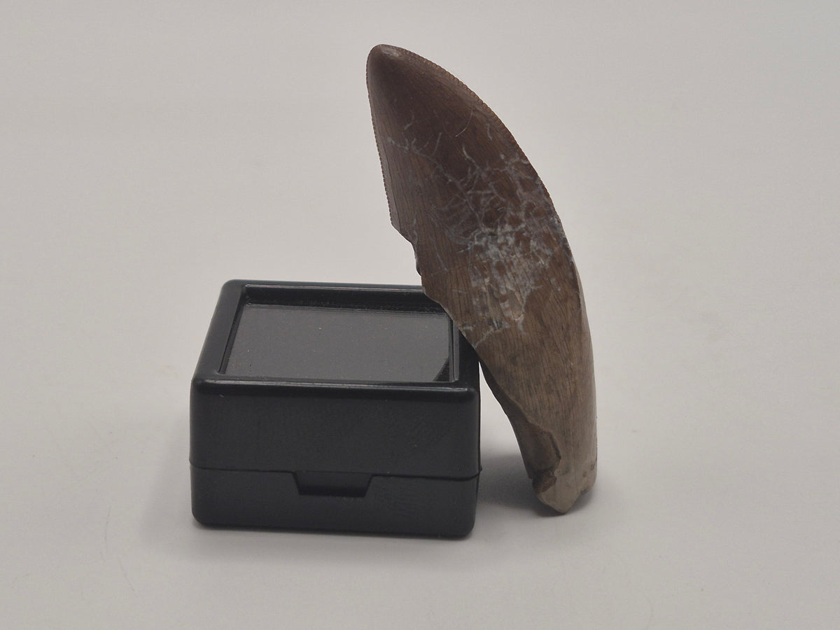 2.02" Tyrannosaur Tooth (Judith River)