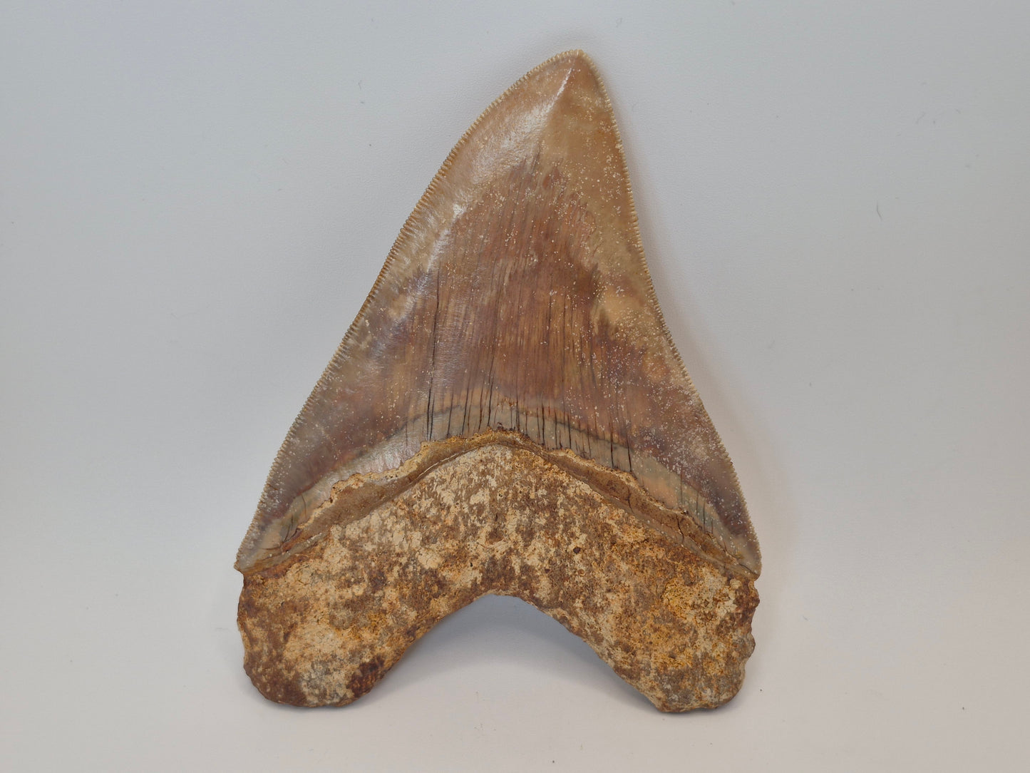 5" Megalodon Tooth(Indonesia)
