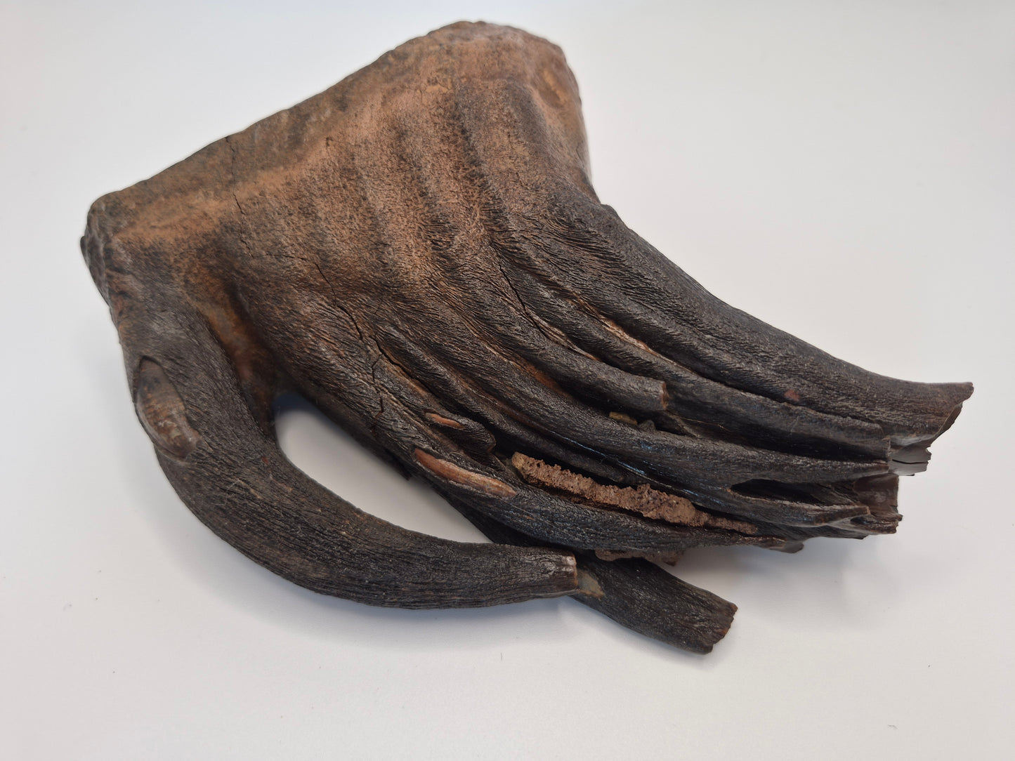 4.7" Mammoth Molar(Alaska)