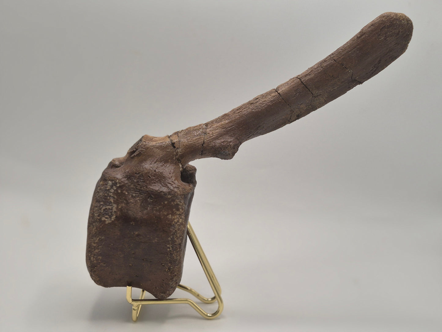 9" Hadrosaur Caudal Vertebrae(Judith River)