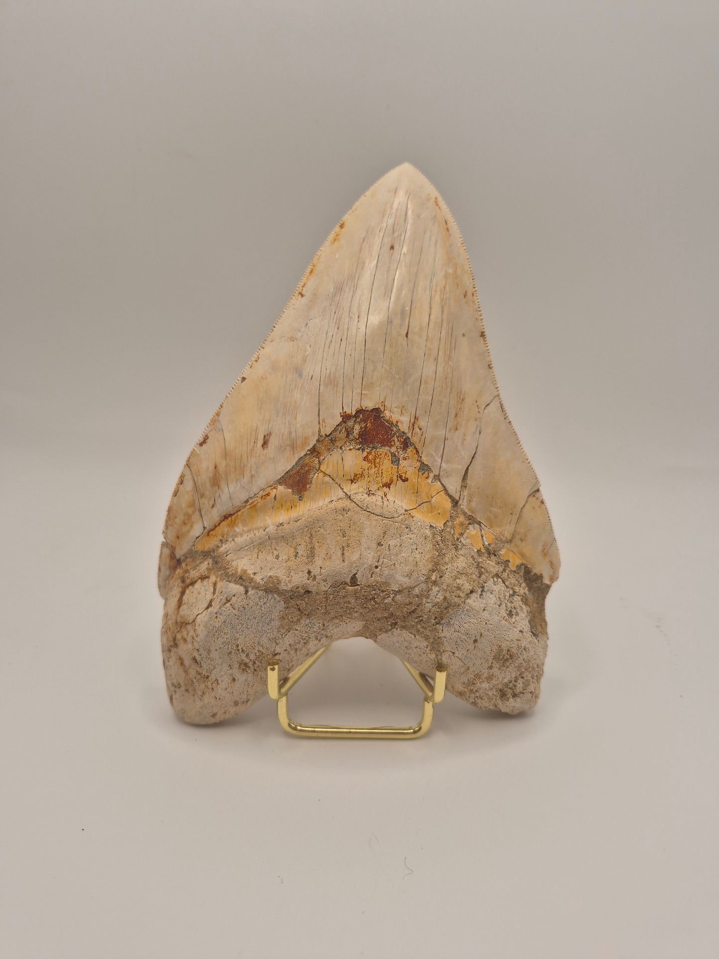 6.15" Megalodon Tooth(Indonesia)