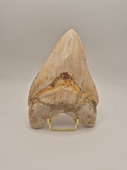 6.15" Megalodon Tooth(Indonesia)