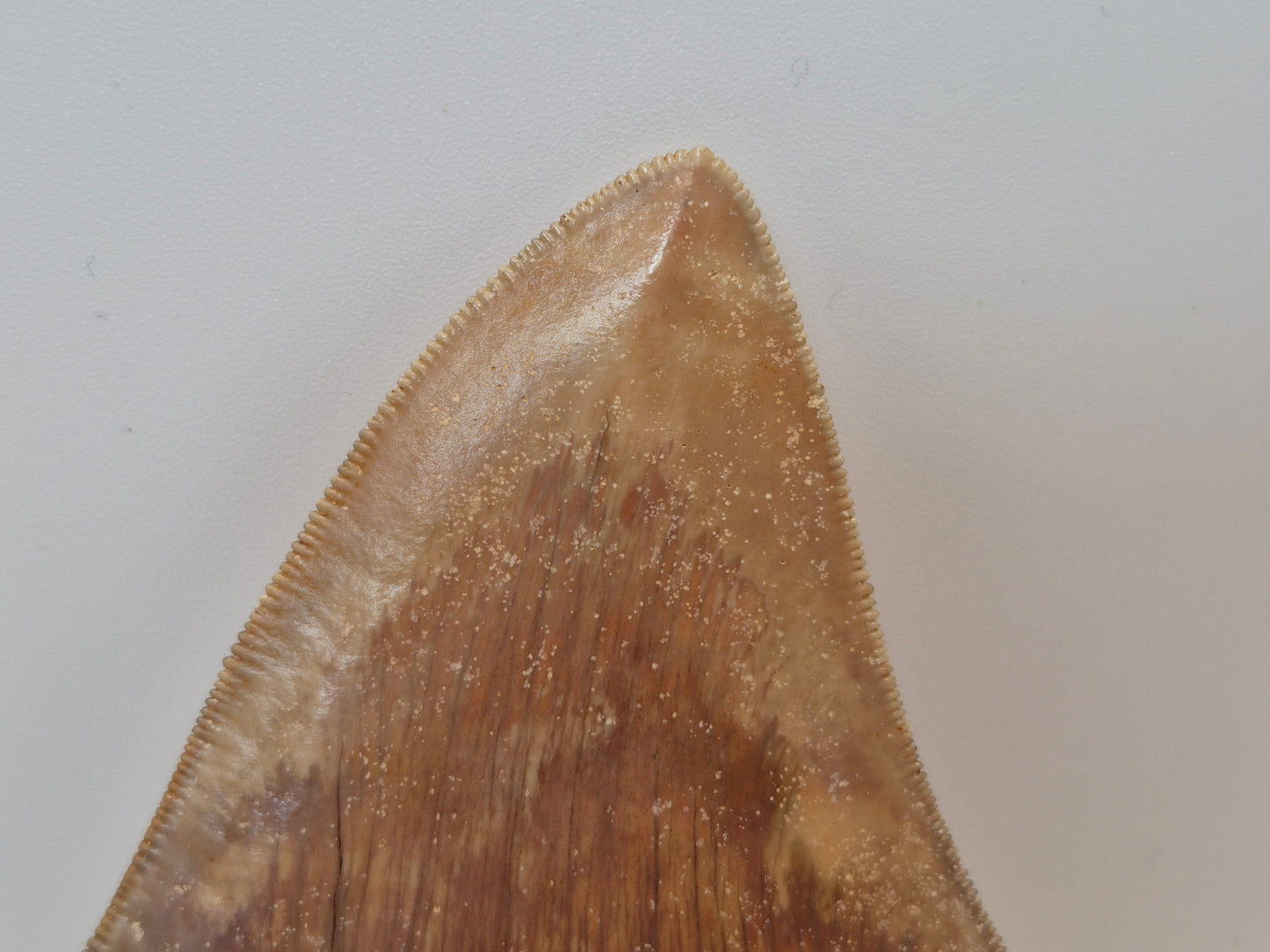 5" Megalodon Tooth(Indonesia)