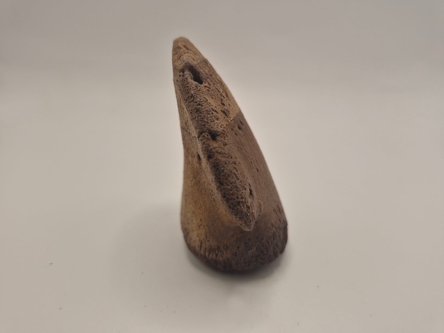 2.69" Hadrosaur Ungual (Judith River)