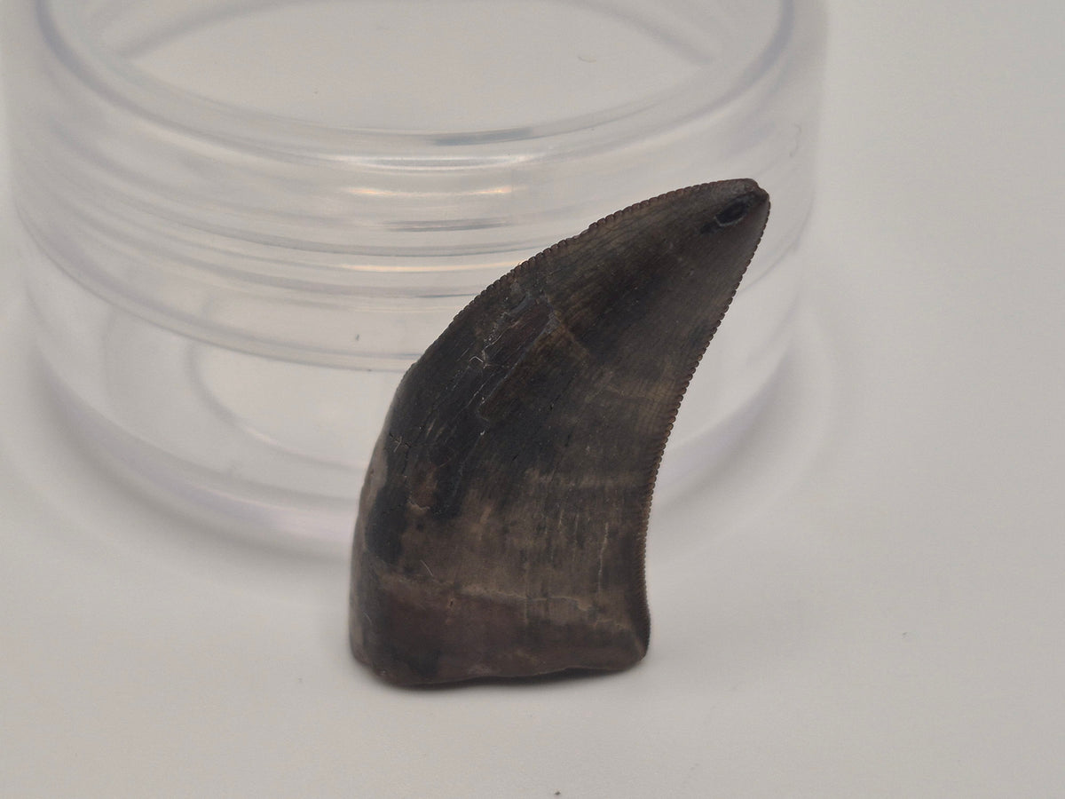 1.06" Tyrannosaur Tooth(Judith River)