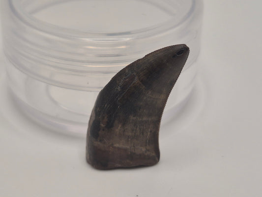 1.06" Tyrannosaur Tooth(Judith River)
