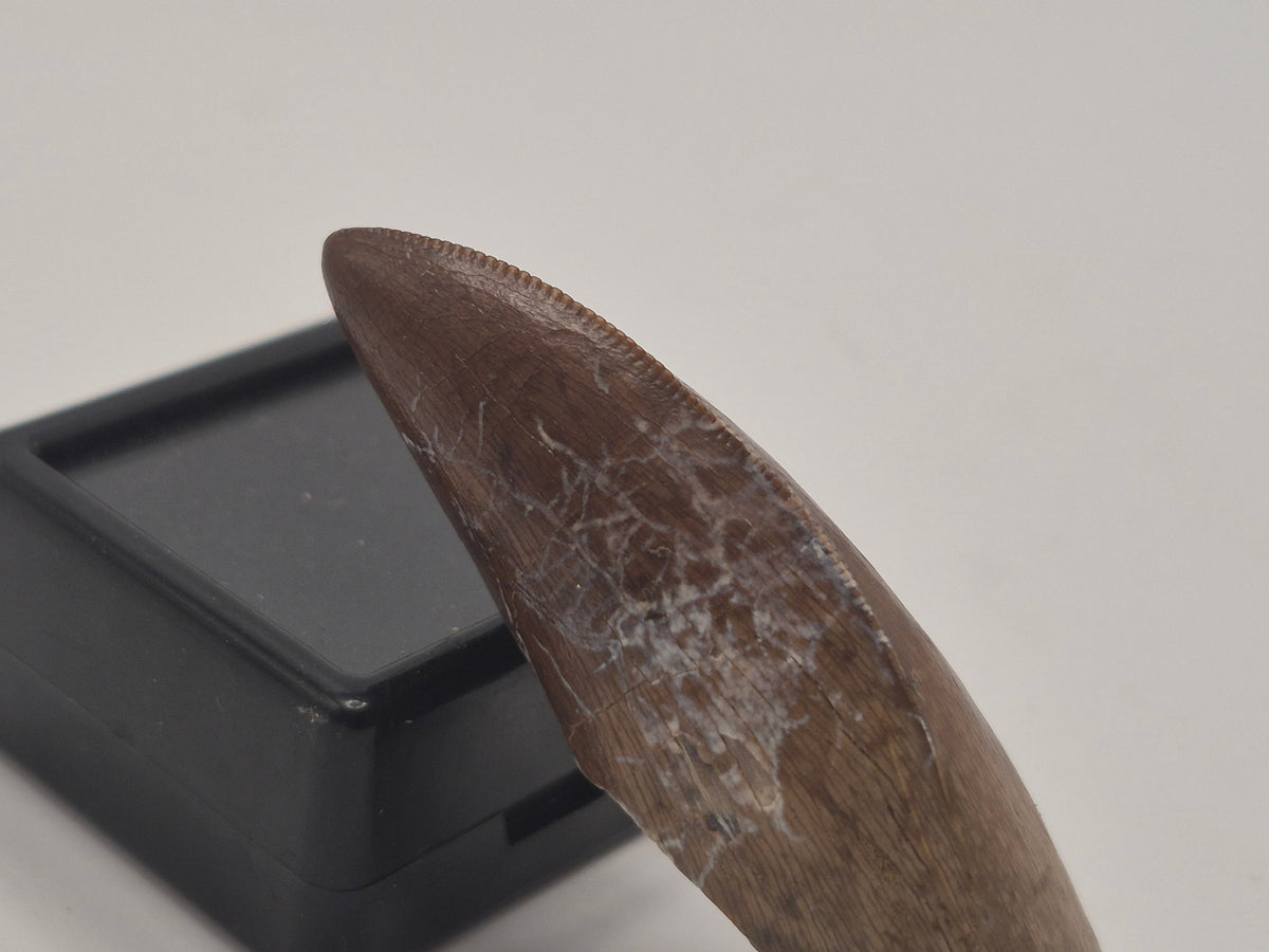 2.02" Tyrannosaur Tooth (Judith River)