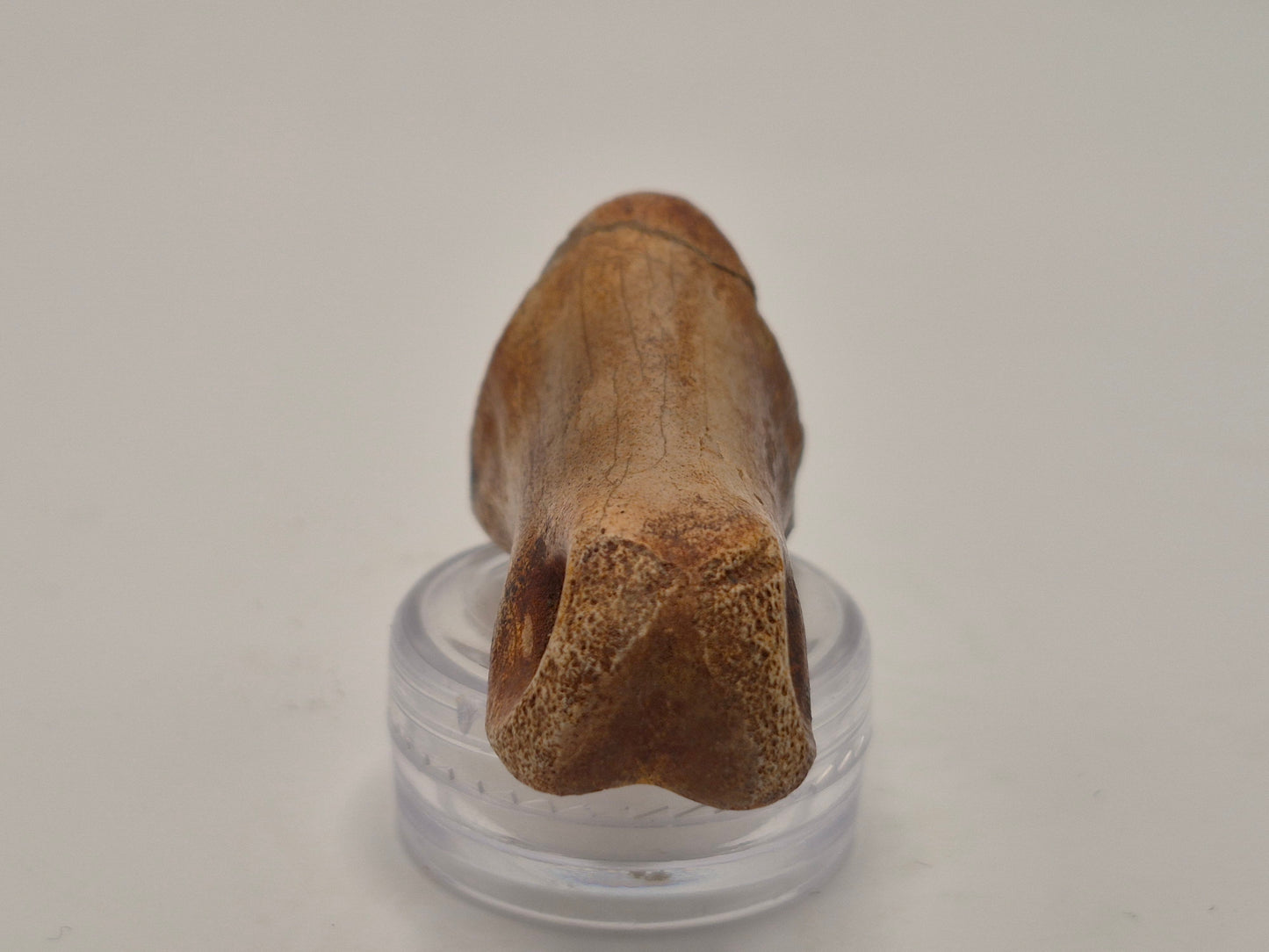 1.92" Juvenille Tyrannosaur Toe Bone(Judith River)