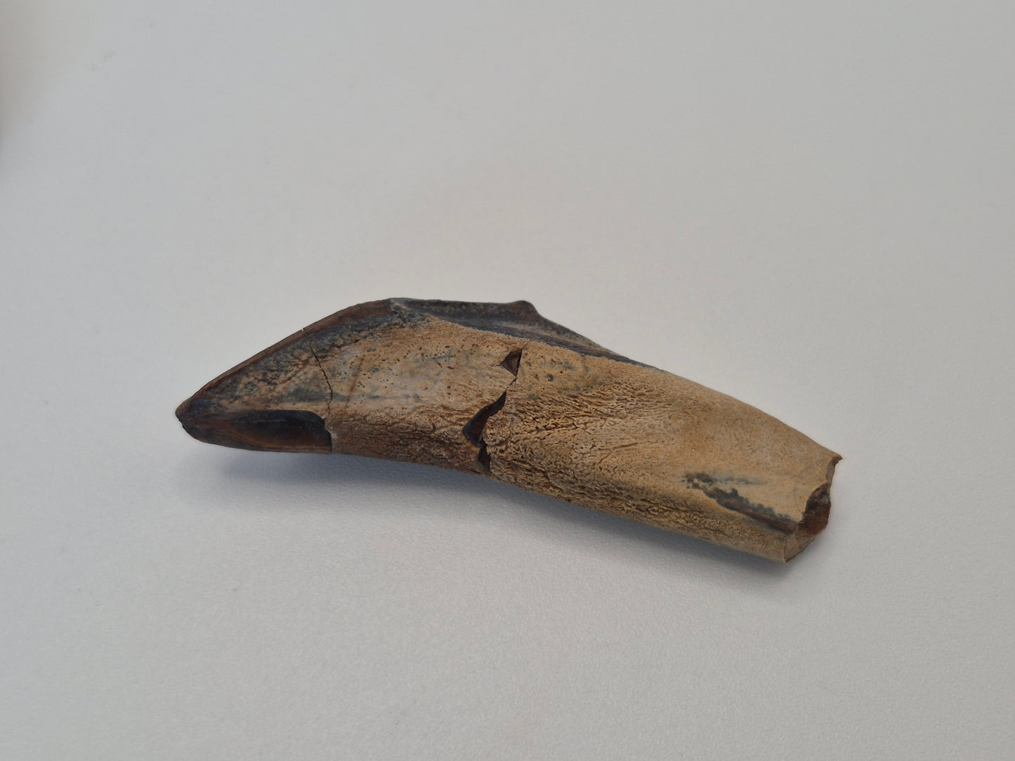 2" Hadrosaur Tooth W/ Jaw(Judith River)