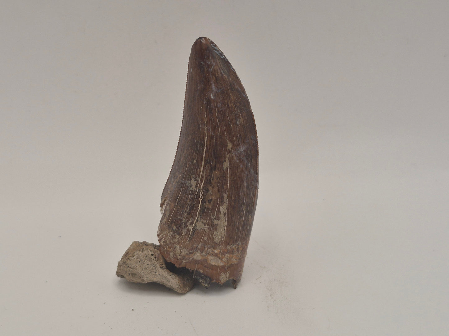 2.29 Tyrannosaur Tooth(Judith River)