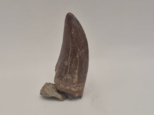 2.29 Tyrannosaur Tooth(Judith River)