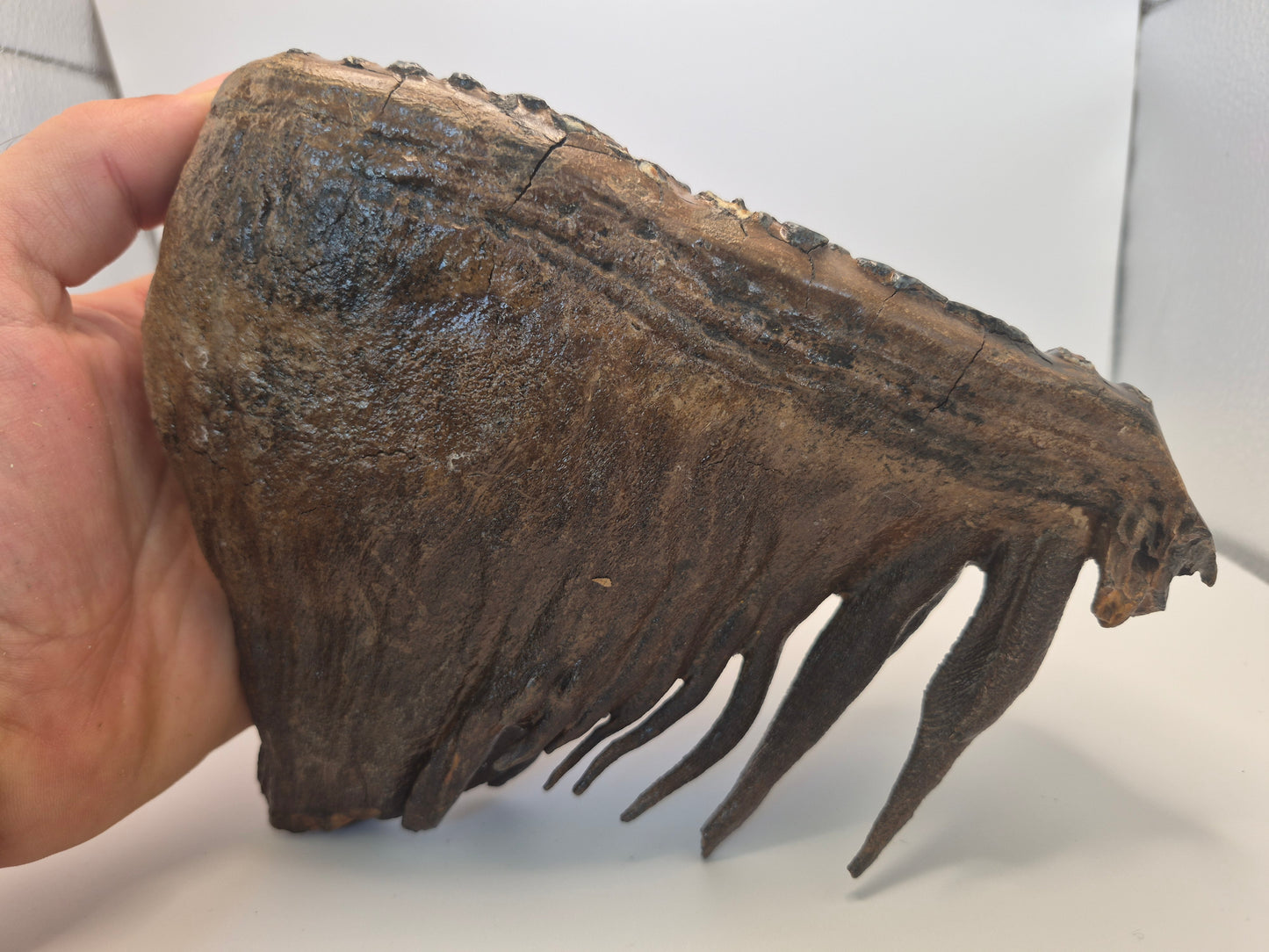 8" Mammoth Molar(Alaska)